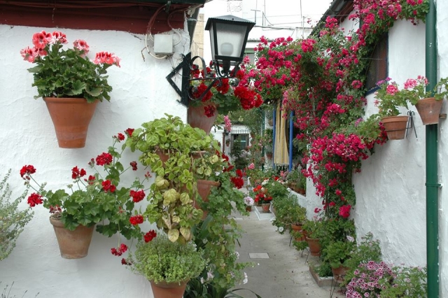 Disfruta de la belleza de los patios